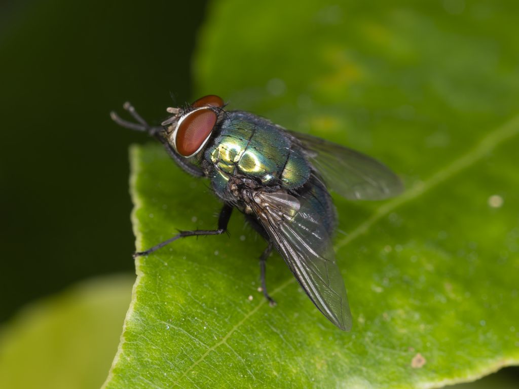 Lucilia sericata?